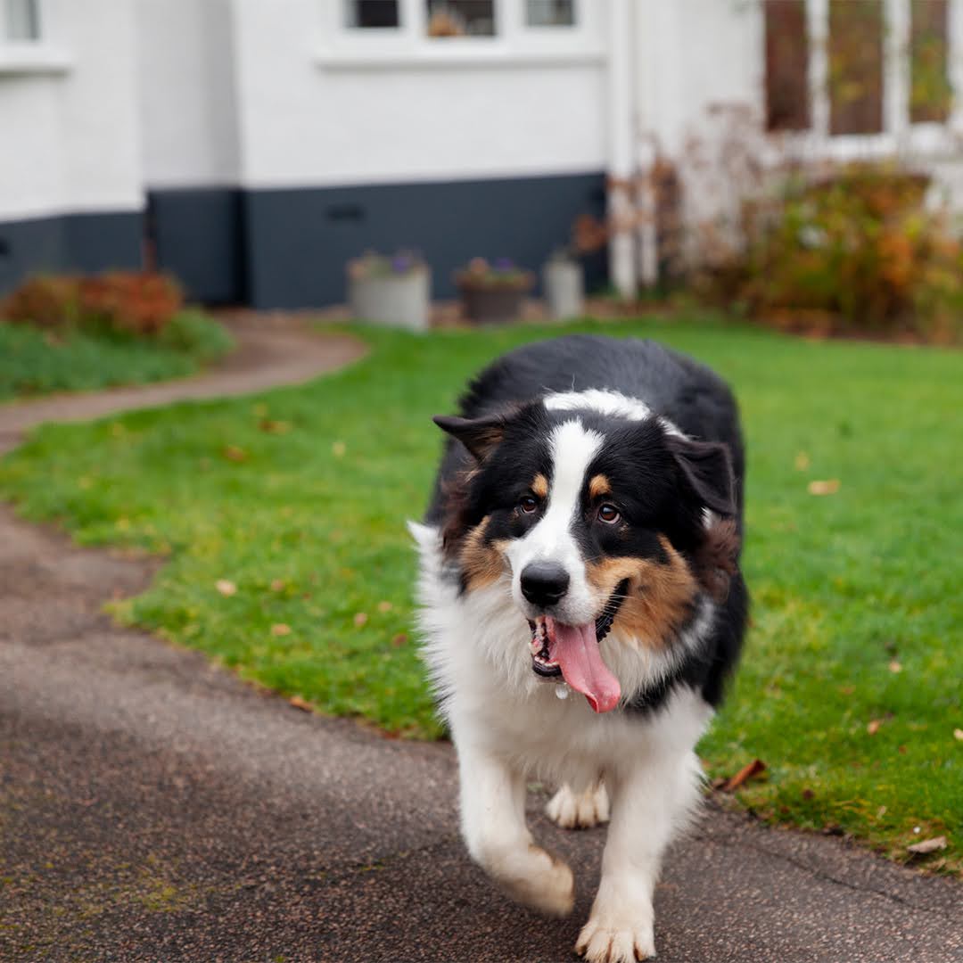 happy dog